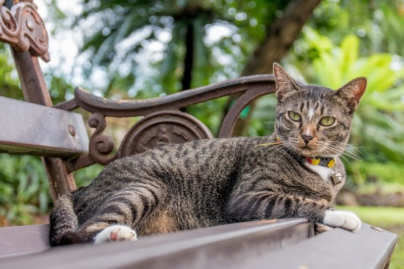 Akcie Tesly jsou zpět v plusu ale valuace dál mate