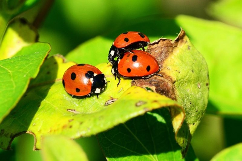 Bitcoinová ETF lákají jako kasino a investory stojí miliardy korun